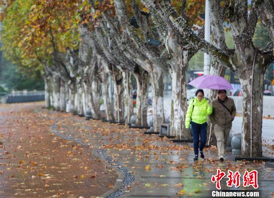 一夜寒風(fēng)過后,落葉鋪面地面 張暢 攝